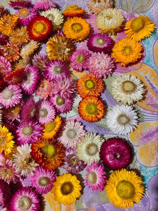 Imortele flori nemuritoare