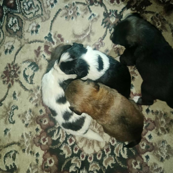 продаются щенки  200 000сум