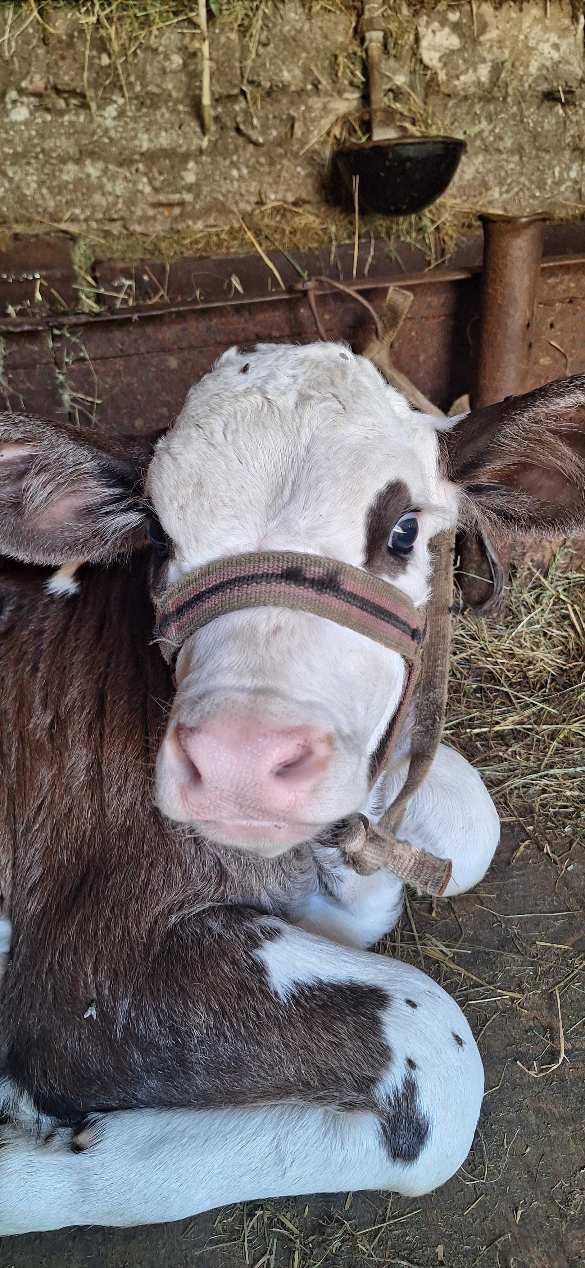 Vand vitea de la vaca de lapte