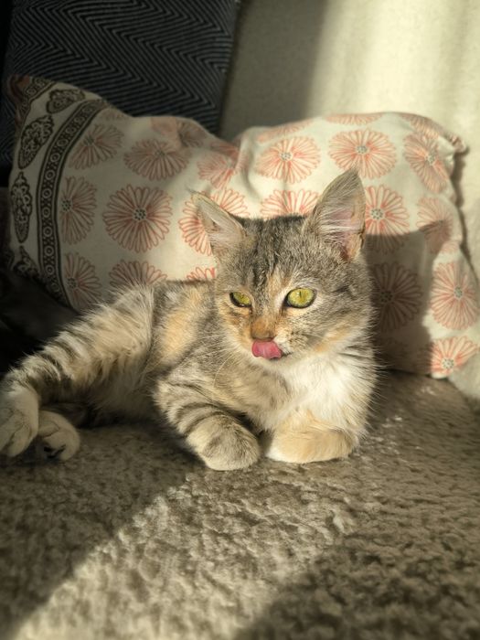 Трицветно женско коте търси дом