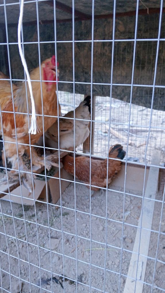 Tovuq hozirlar hashaki brama