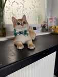 British shorthair goden