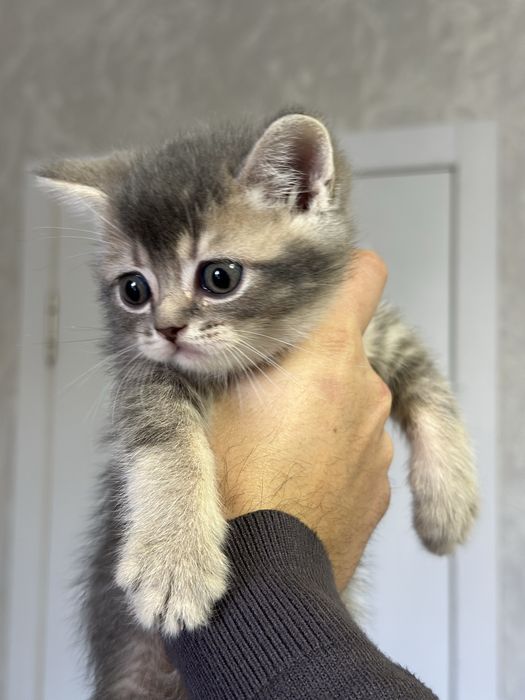 Продаются котята