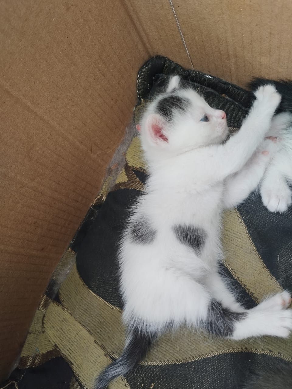 Отдаю бесплатно котят