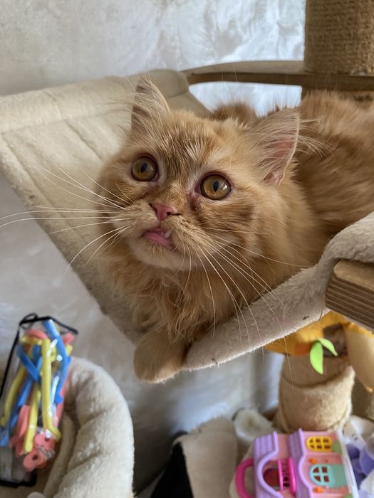 Persana dollface superb motanel