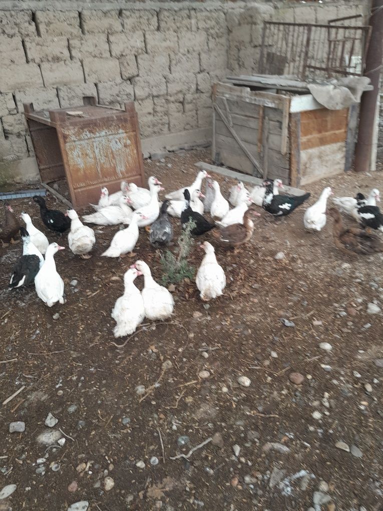 Продаются шипуны самки