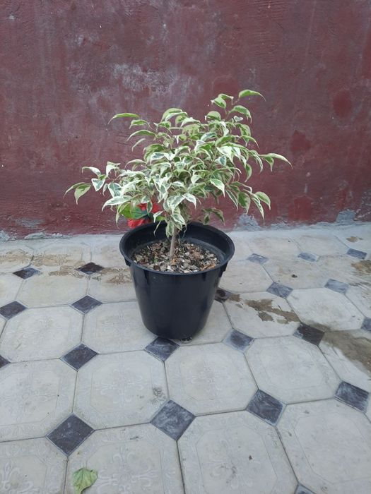 Tabiiy, tuvakdagi gullar