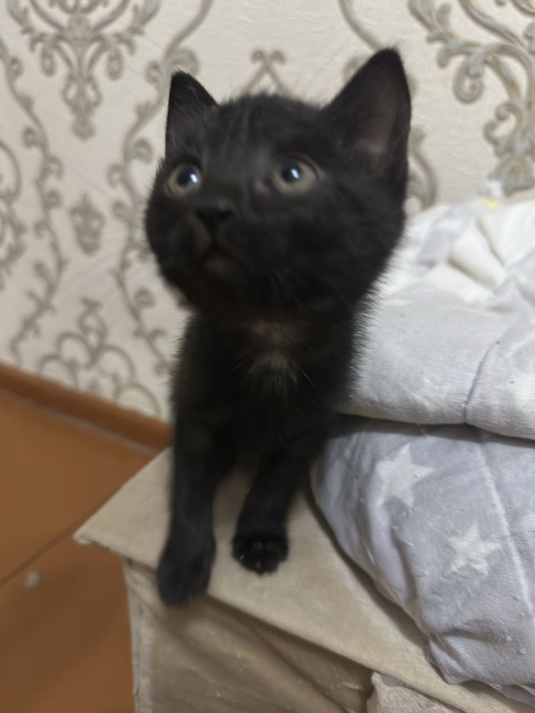 Mushuk sotiladi 3 ta 1 oʻgʻil 2 ta qiz