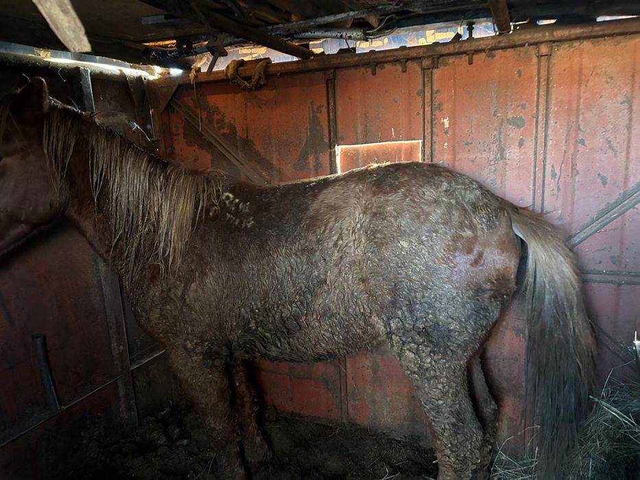 Продам кунан 650 в городе на откорме