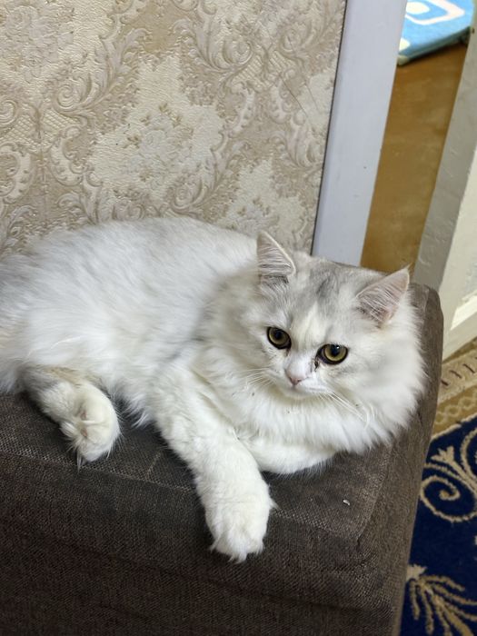 Toza zotli britanskiy mushuk pasportlari bilan sotiladi o’g’il bola