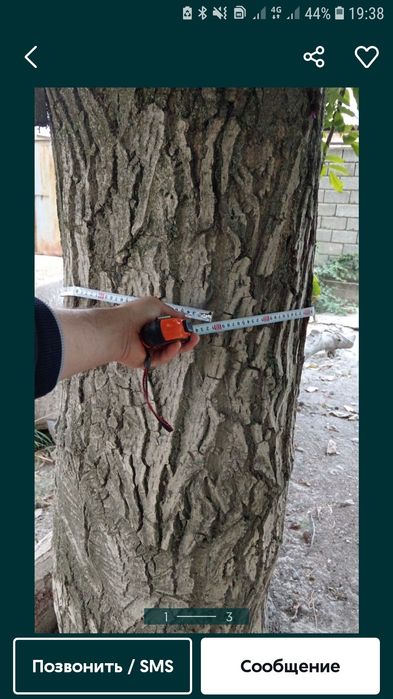 Yong‘oq daraxti sotiladi