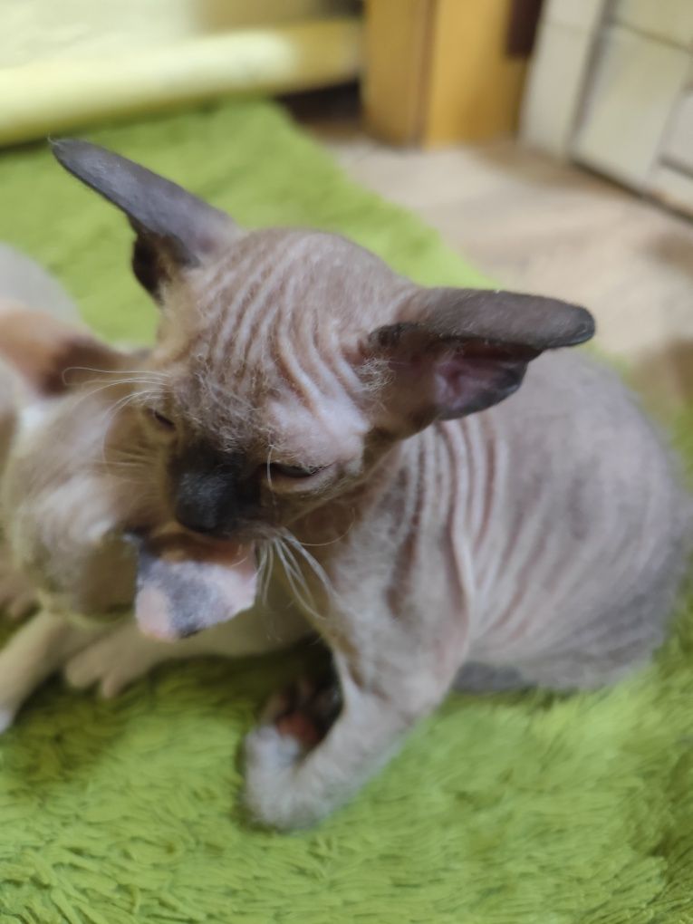 Котята сфинксы прдам