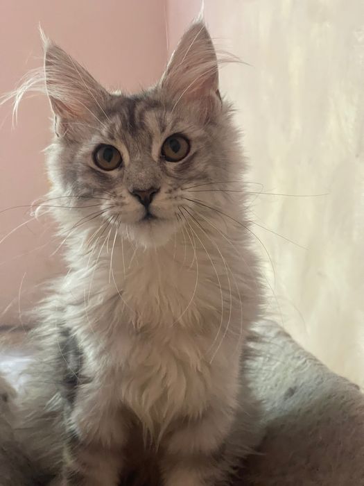 Maine Coon cu părinții campion