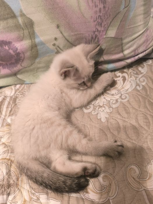 Продаётся котёнок, наполовину сфинкс