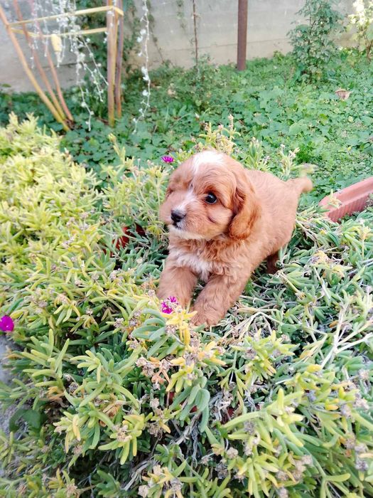 Кавапу и Кавалер Кинг Чарлз шпаньол