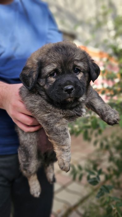 Щенки бесплатно в хорошие руки