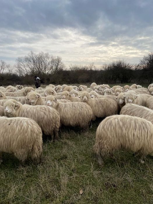 40 de oi de vânzare cu origine ,secțiunea principală .
