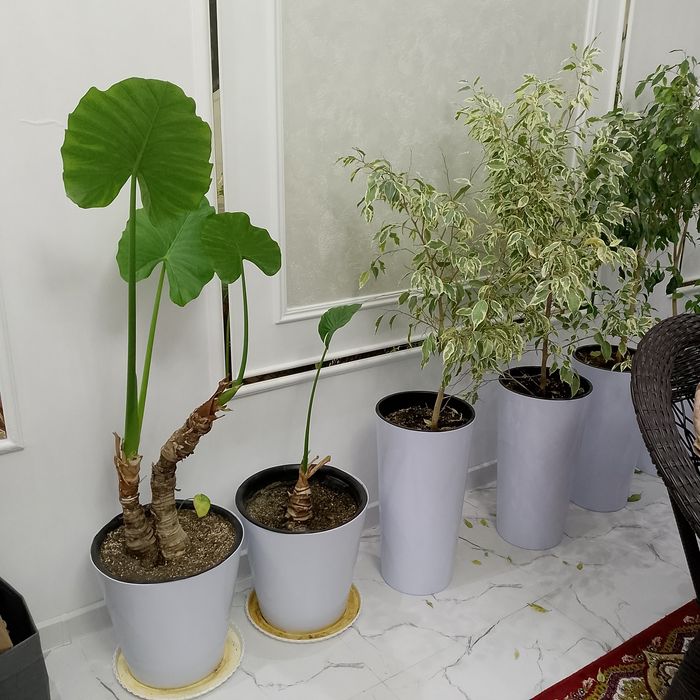 Гуллар дикорацивны