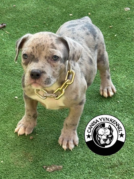 Amstaff blue merle