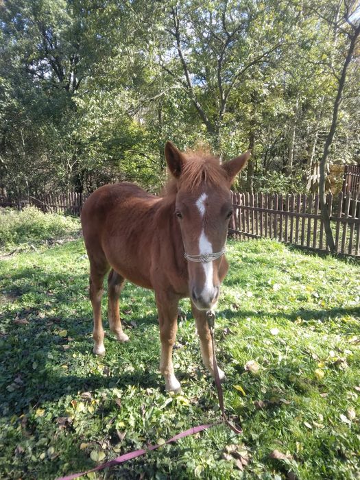 Manza de 5 luni cuminte