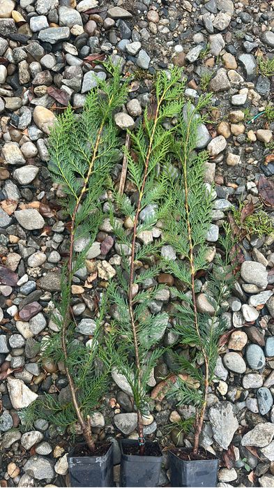 Leylandii pentru gard viu  de la 13 lei 70-80 cm pana la 2,5  m .