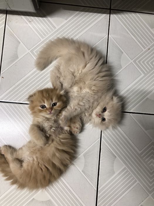 Продается котята sotilad mushu bolachalari