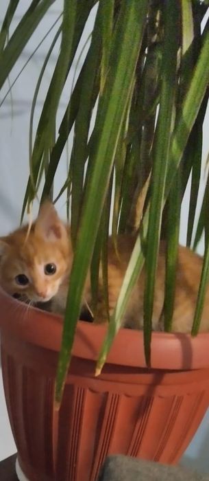 Котята бесплатно