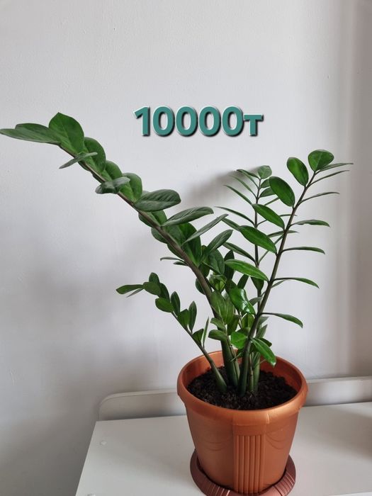 Долларовое дерево (замиокулькас)