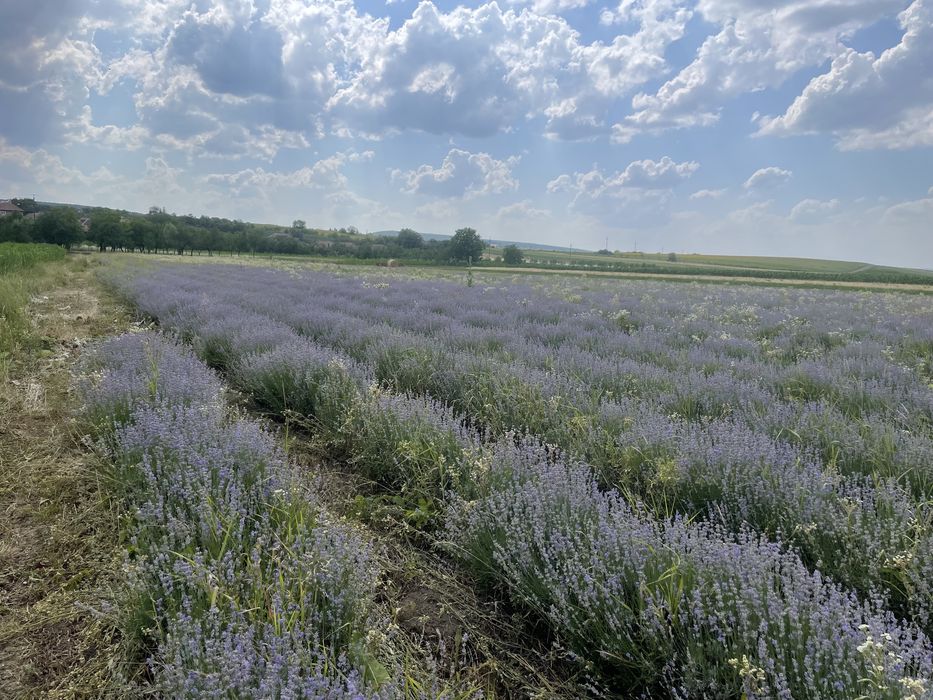 Tufe plante mari de lavanda Sevtopolis