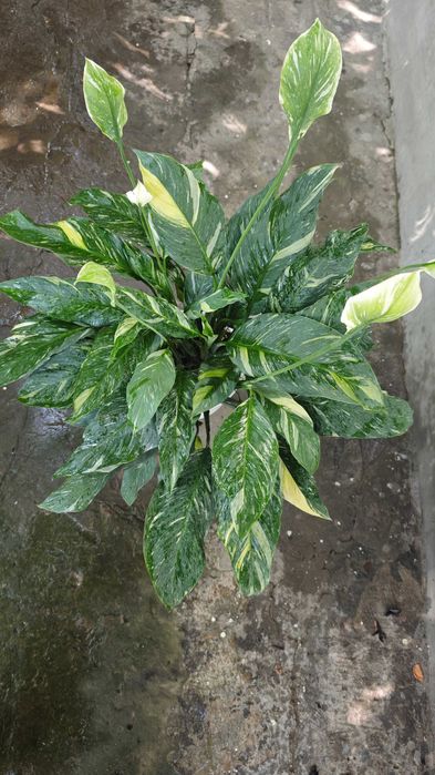 Продам спатифилум Домино