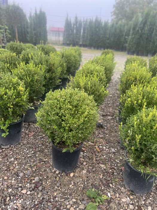 Plante ornamentale diferite specii si dimensiuni