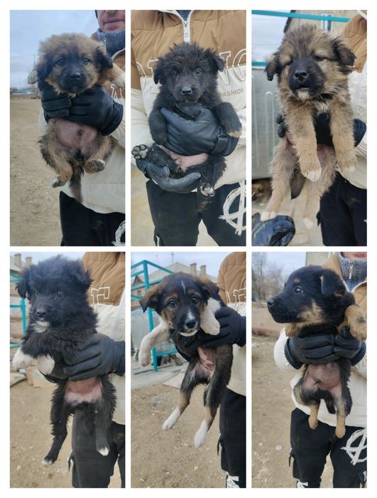 Срочно щенки очень нуждаются в доме