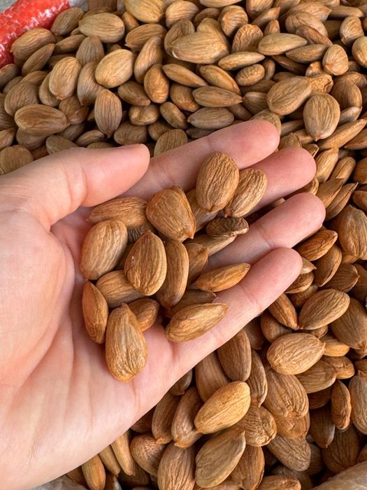 O'rik mag'zi абрикосовые косточки урючные косточки орехи