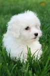Adopție Bichon fetita