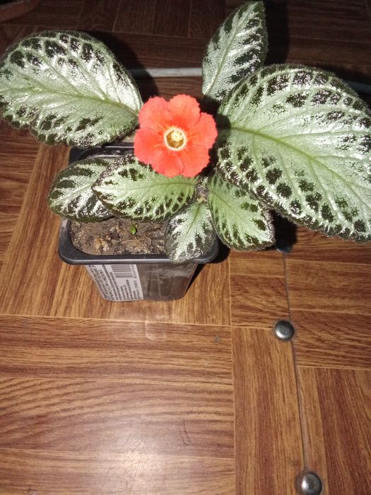 Разные Цветы Домашние.