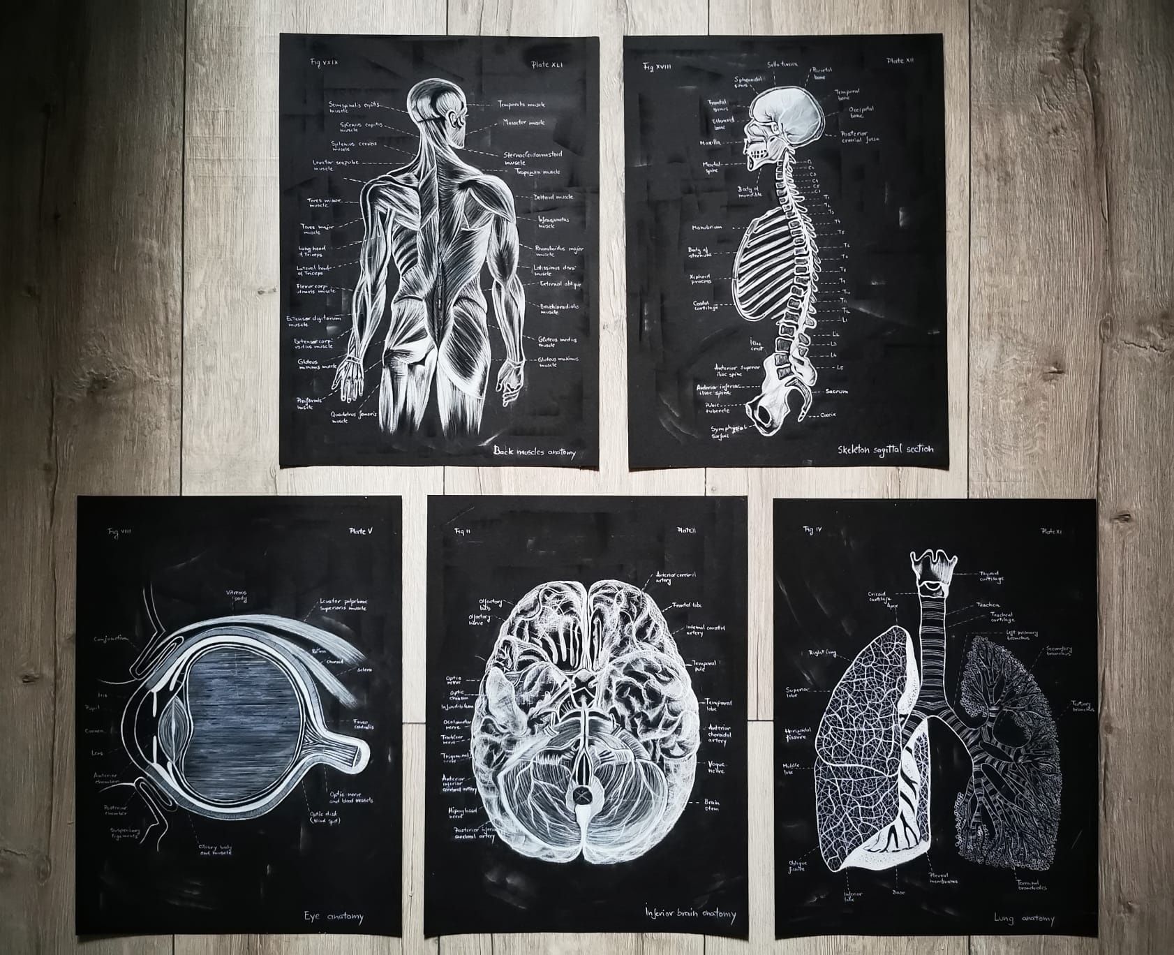 Tablou Anatomia scheletului uman