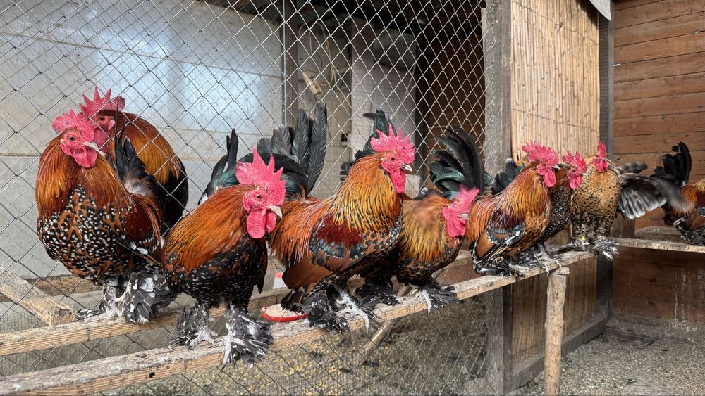 Mii de flori auriu portelan pe rosu