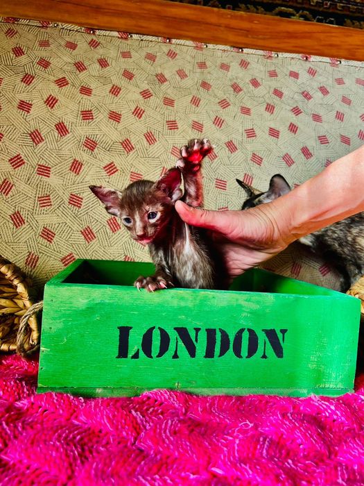 Ориентальные котята