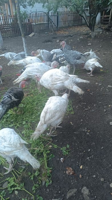 Curcani românești și gâște de vânzare