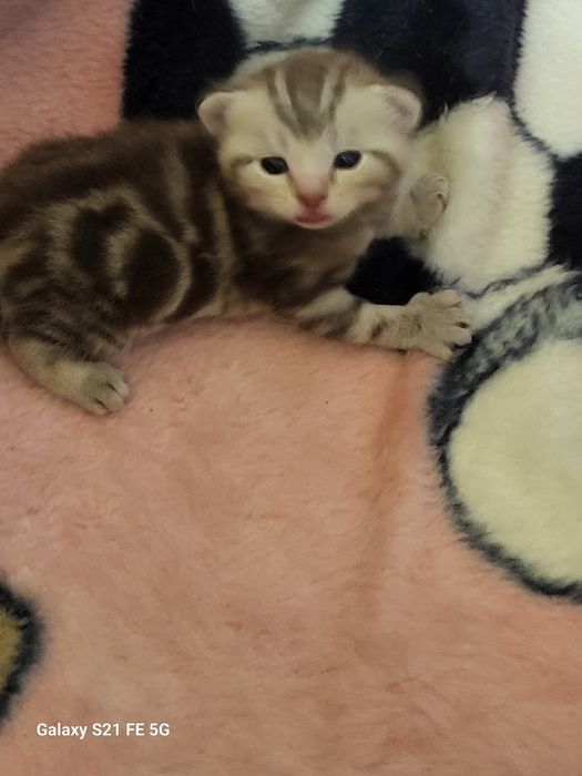 Продам шотландский котят.