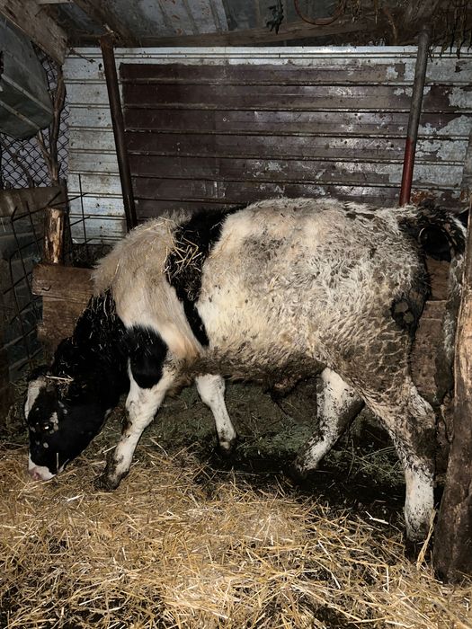 Vând 5 viței rasa holstaine și Angus