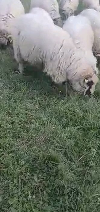 Vând oi  bune  de tinut