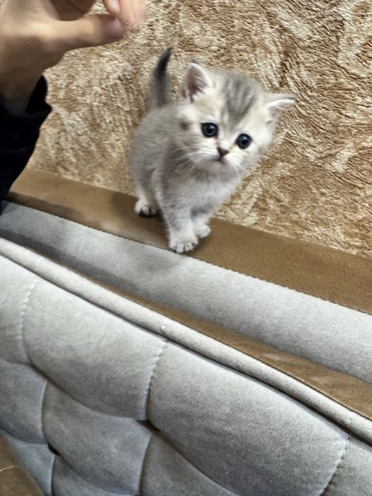 Продается чудо котенок, британский мальчик