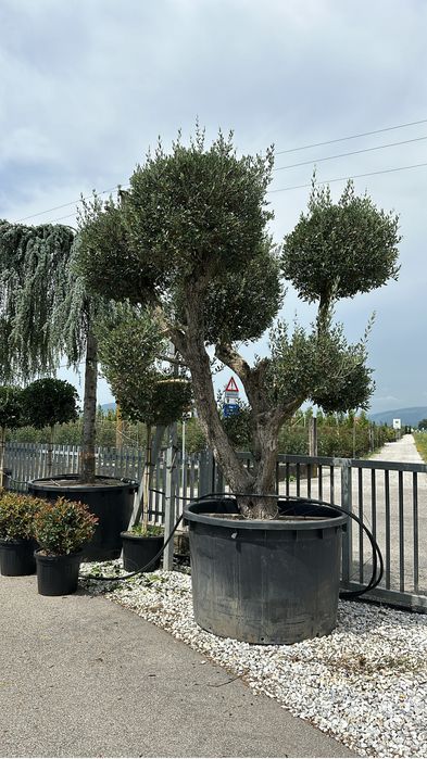 Hortensia . Photinia RedRobin Copac/Ghiveci Laur englezesc , Azalee