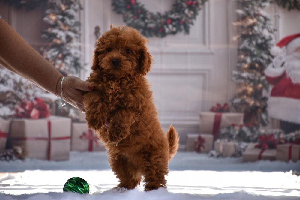 Той пудел (Toy poodle)