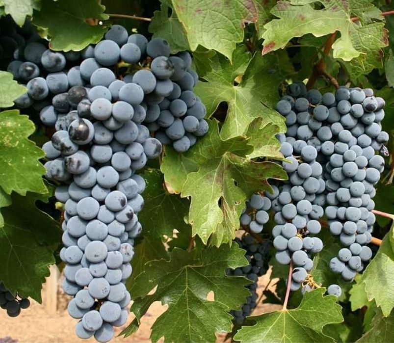 Vând struguri Merlot!