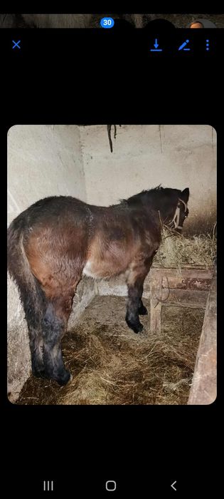 Vând sau schimb mânz de 5 luni