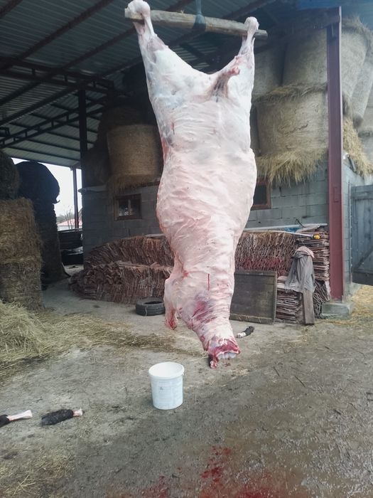 Vând carne de vițel mânzat viu