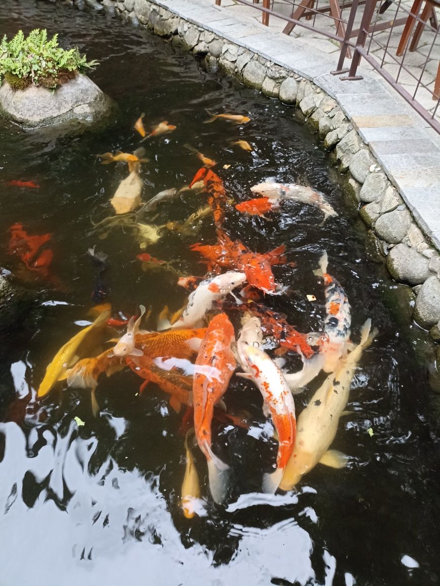 Езерни рибки-Японски Брокатен шаран Кои,Комети,Златни рибки