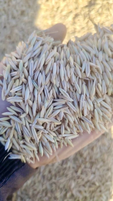 Овёс чистый,сухой